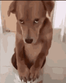 Sad Dog Meme GIFs | Tenor