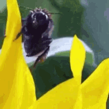 Bee Happy GIF - Bee Happy Waves GIFs