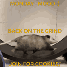 Monday Mood GIF - Monday Mood Possum GIFs