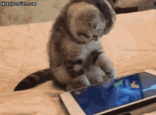 Kitty Game GIF - Kitty Game Mobile GIFs