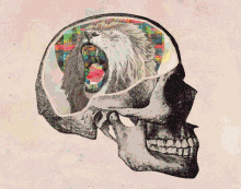 Brain GIF - Brain Skull Mind GIFs
