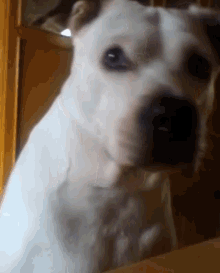 a close up of a white dog 's face with a blurred background