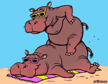 Animal Facts Hippos GIF