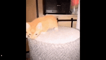Kitten Spit GIF - Kitten Spit Spitting GIFs