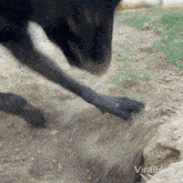 Chomping Dirt Viralhog GIF - Chomping Dirt Viralhog Dog Digging A Hole GIFs
