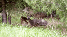 White Tail Deer Therian GIF - White Tail Deer Therian White Tail Deer Therian GIFs