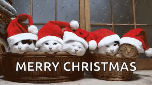 Holidays Happy Holidays GIF - Holidays Happy Holidays Cats - Discover &  Share GIFs