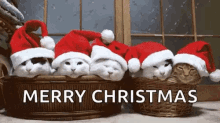Holidays Happy Holidays GIF - Holidays Happy Holidays Cats GIFs