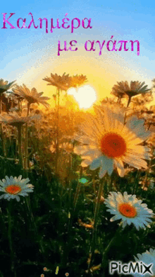 flowers sunrise