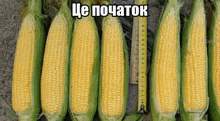 a row of corn on the cob next to a ruler with a caption in a foreign language