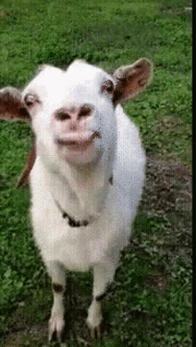 Abrighton Goat GIF - Abrighton Goat GIFs