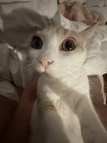 a close up of a cat 's face with a person holding it