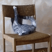 Cat Versus Furniture GIF