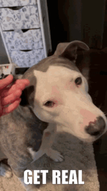 Blue Get Real GIF - Blue Get Real Doggy GIFs