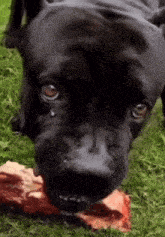 a close up of a dog eating a piece of meat