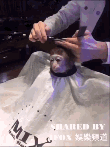 Monkey How Does This Man GIF