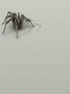 Spider GIF - Spider GIFs