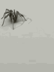 Spider GIF - Spider GIFs