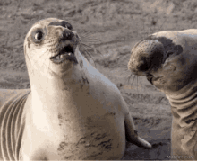 Seal Animal GIF - Seal Animal Surprised GIFs