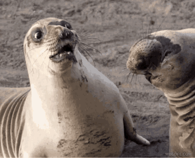 cute seal animal