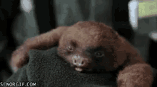 Stretch GIF - Stretch Yawn Sloth GIFs