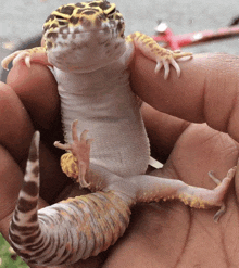 Lizard Gecko GIF