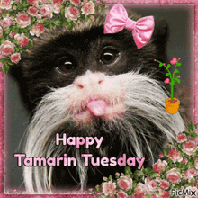 a happy tamarin tuesday greeting card with a monkey