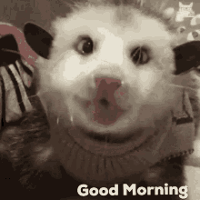 Good Morning Possum GIF
