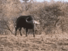 The Hunt Is On GIF - Hunt Lion Buffalo GIFs