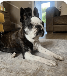 a boston terrier dog is laying on a carpet in a living room .
