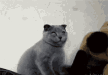Funny Looking GIF - Funny Looking Cat GIFs