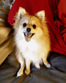 Confused Pomeranian GIF - Confused Pomeranian What GIFs