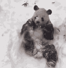 Loco Snow Bear Silly Snow Bear GIF - Loco Snow Bear Silly Snow Bear GIFs