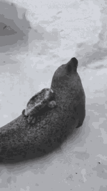 Sea Lion Listen GIF - Sea Lion Listen Slaps Ice GIFs