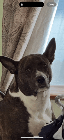 a dog is sitting in front of a window with a crop button on the screen