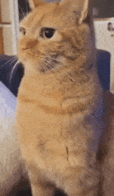 Cat Chomp GIF - Cat Chomp Bite GIFs