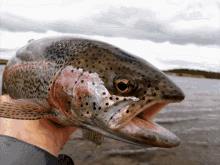 trout trout gang thumbs up funny animal awesome