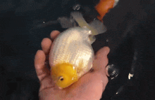 Fish Happyfish GIF - Fish Happyfish Hold Fish GIFs