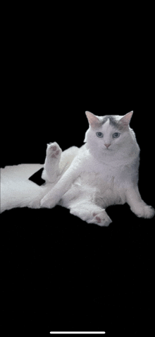 Cat White What GIF - Cat White Cat What GIFs