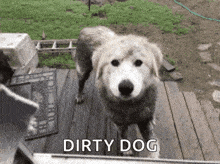 Dirty Dog White Dog GIF - Dirty Dog White Dog Playing In Mud GIFs