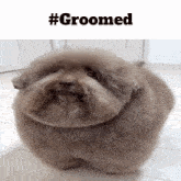 Groomed Grooming GIF