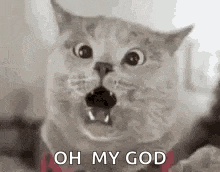 Cat Cat Memes GIF - Cat Cat Memes Cat Images GIFs