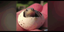 Wink Turtle GIF - Wink Turtle Newly Hatched GIFs