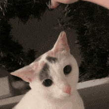 Gandalf Cat Petting Cat GIF - Gandalf Cat Petting Cat Cute Cat GIFs
