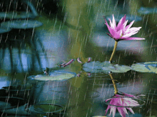 Lotus Flower GIF - Lotus Flower Rainy GIFs