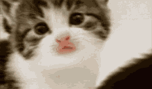 Cat Kitten GIF - Cat Kitten Kitty GIFs