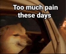 Too Much Pain These Days GIF - Too Much Pain These Days GIFs