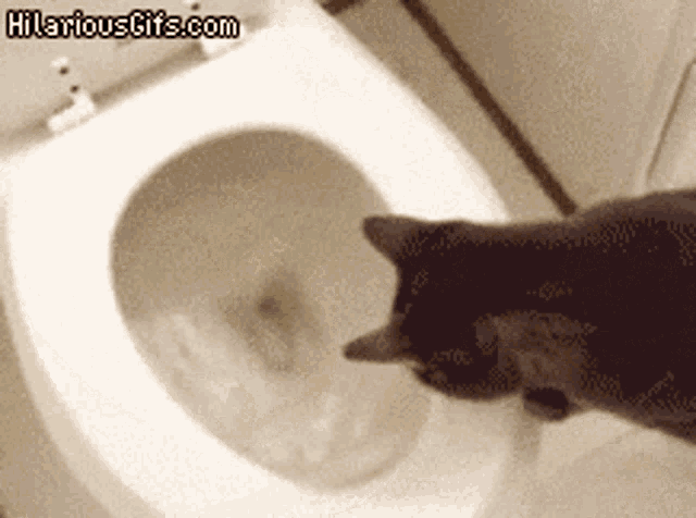 Cat flushing hotsell the toilet