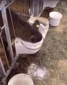 Cow Drinking GIF - Cow Drinking Milk GIFs