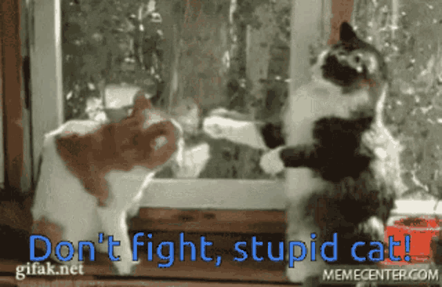 cat boxing gif